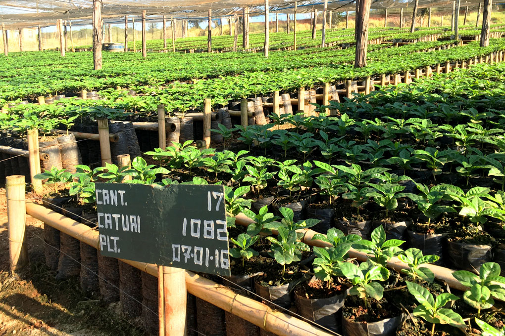pflanzenschule-arabica-robusta-kaffeeanbau